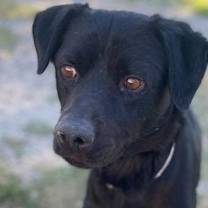 Thumbnail photo of Drako #2