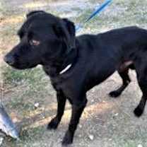 Thumbnail photo of Drako #3