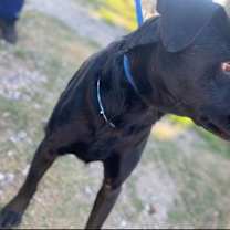 Thumbnail photo of Drako #4