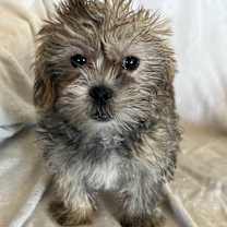 Thumbnail photo of Juniper #1