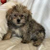 Thumbnail photo of Juniper #3