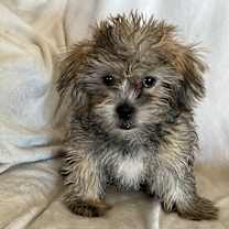 Thumbnail photo of Juniper #4