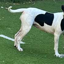 Thumbnail photo of Pepper #2