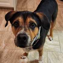 Thumbnail photo of Iggy #1