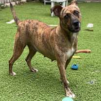 Thumbnail photo of Ginger #1