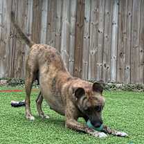 Thumbnail photo of Ginger #3