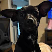 Thumbnail photo of Ebony #2