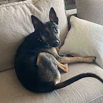 Thumbnail photo of Scooby #2