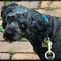 Thumbnail photo of Oscar-Updated Bio #2