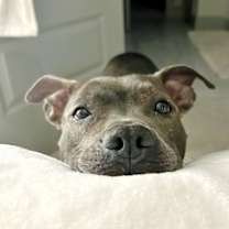 Thumbnail photo of Lola Lovebug the snuggly land seal #1