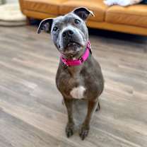 Thumbnail photo of Lola Lovebug the snuggly land seal #3