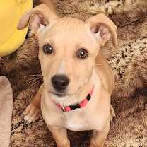 Thumbnail photo of Lizzy #1