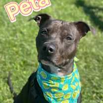 Thumbnail photo of Peta #1