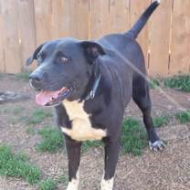 Thumbnail photo of Laurel #2