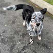 Thumbnail photo of Chad #2