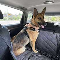 Thumbnail photo of Elphy #1