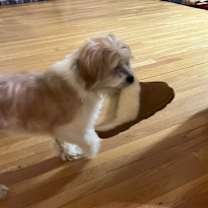 Thumbnail photo of Maxwell #2