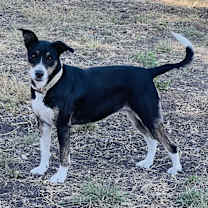 Thumbnail photo of Chloe #2