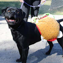 Thumbnail photo of Mr. Beefers #2