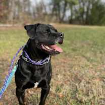 Thumbnail photo of Mr. Beefers #3