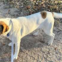 Thumbnail photo of Spuds #4