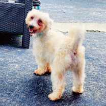 Thumbnail photo of Buddy #2