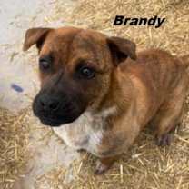 Thumbnail photo of Stella #1