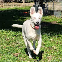 Thumbnail photo of Sammie #3