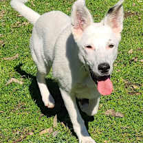 Thumbnail photo of Sammie #4