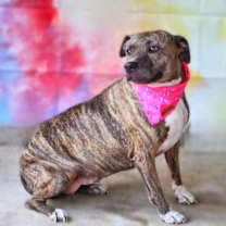 Thumbnail photo of Maisy JH #1