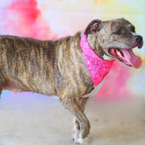 Thumbnail photo of Maisy JH #3