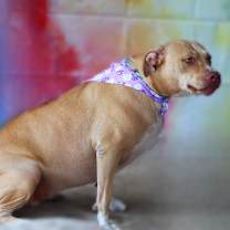 Thumbnail photo of Smillie JUM #3