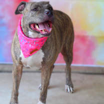 Thumbnail photo of Maisy JH #4