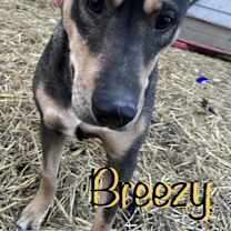 Thumbnail photo of Breezy #1