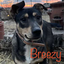 Thumbnail photo of Breezy #2