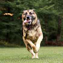 Thumbnail photo of Layyah #3