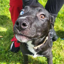 Thumbnail photo of alice #1