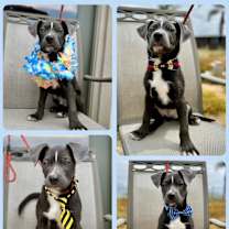 Thumbnail photo of Ace #4