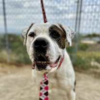 Thumbnail photo of Sable #3