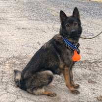 Thumbnail photo of Kimber #2