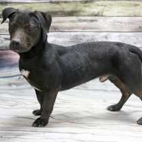 adopt-pet