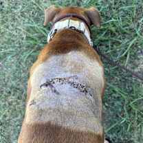 Thumbnail photo of Bucko #3