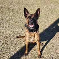 Thumbnail photo of Daisy #1