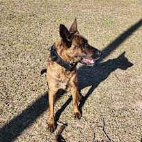 Thumbnail photo of Daisy #2