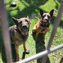 Thumbnail photo of Daisy #3