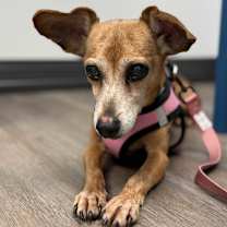 Thumbnail photo of Lola (Brown Lola) #2