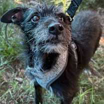 Thumbnail photo of Louie #2