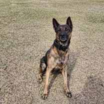 Thumbnail photo of Bear #1