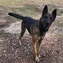 Thumbnail photo of Bear #2