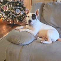 Thumbnail photo of Rosie Rose #1